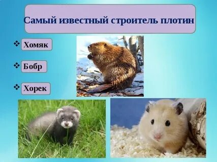 Новое слово в хомяке 13 июня