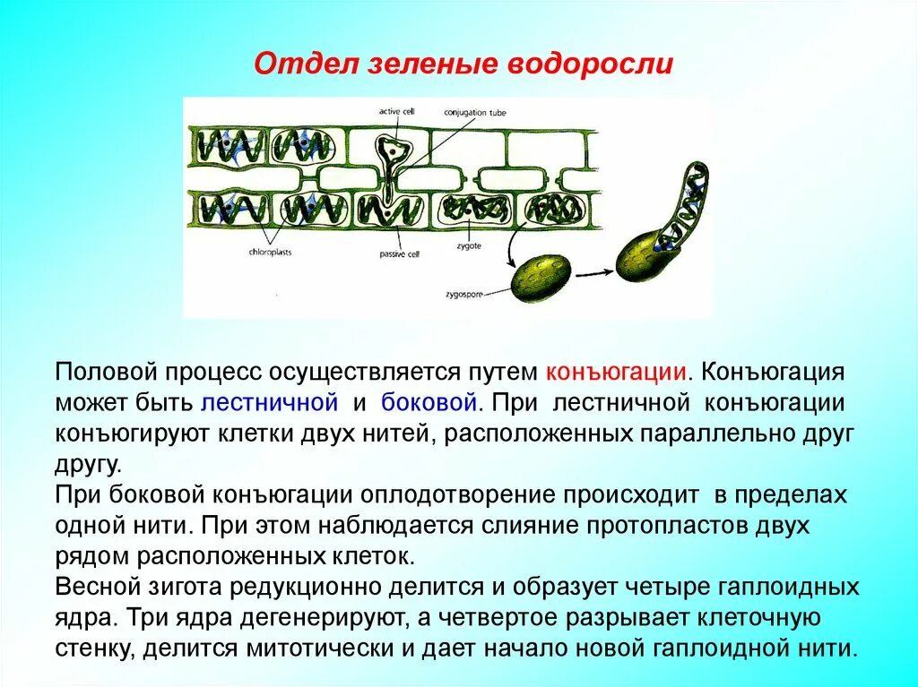 Размножение клеток водорослей. Лестничная и боковая конъюгация. Боковая конъюгация. Конъюгация спирогиры. Конъюгация водорослей.