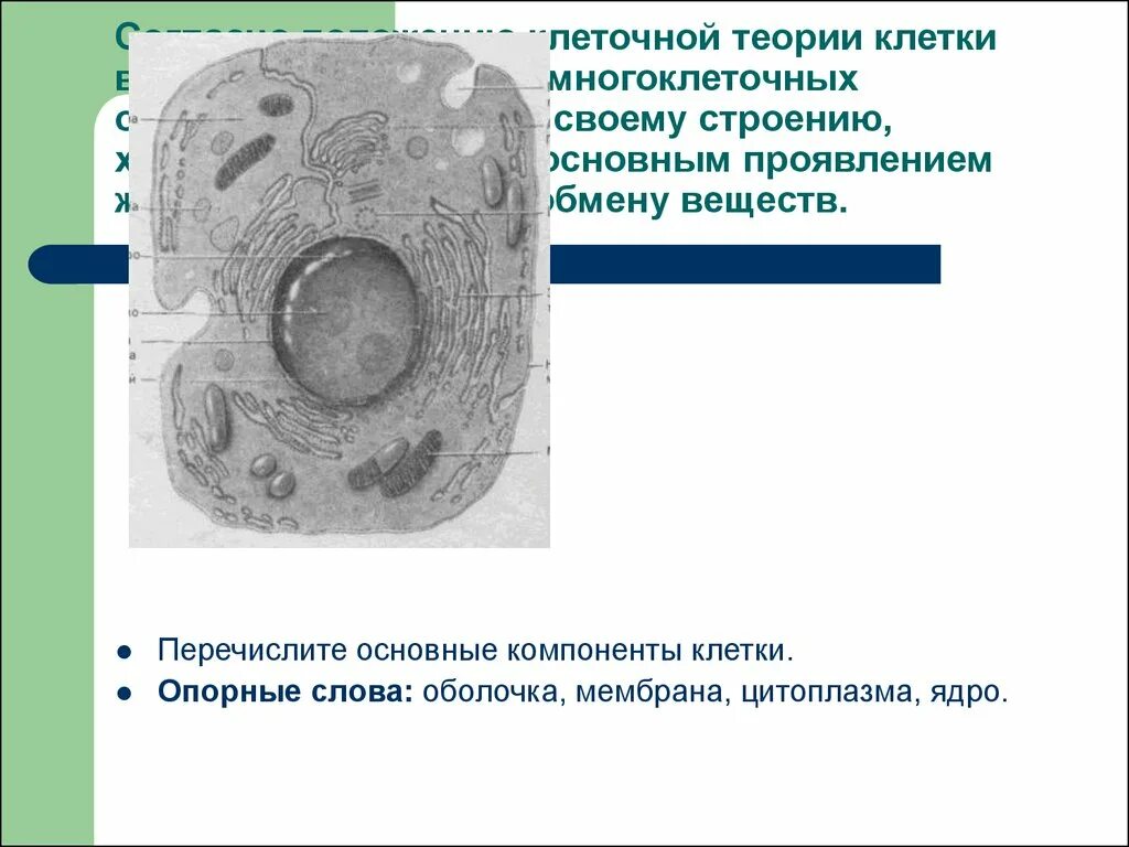 Основные компоненты клетки. Основные составляющие клетки. Два основных компонента клеток. Основной компонент клетки.