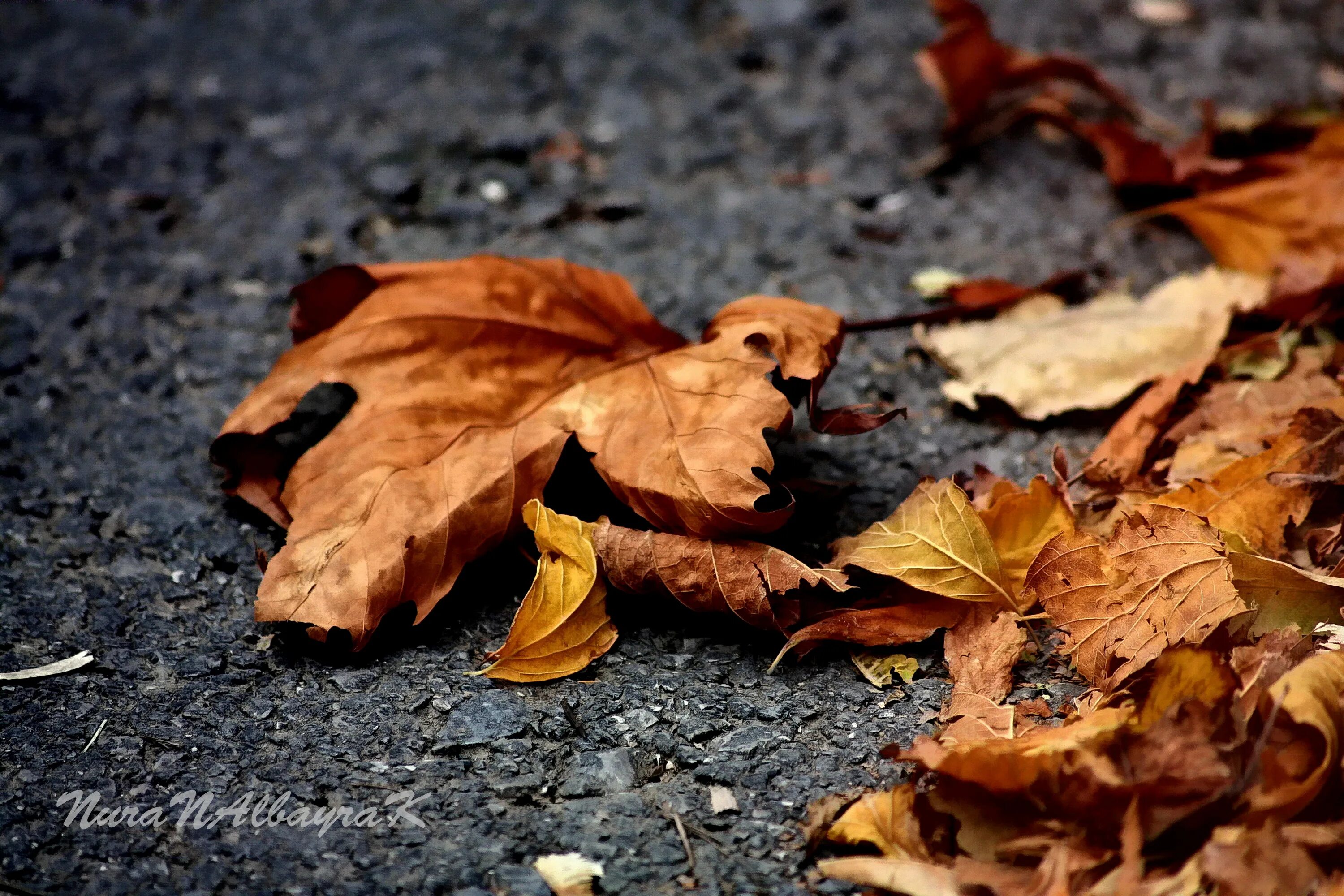 Осень грустит. Осенняя грусть. Печальная осень. Осень пора грусти. Осень листья грусть.