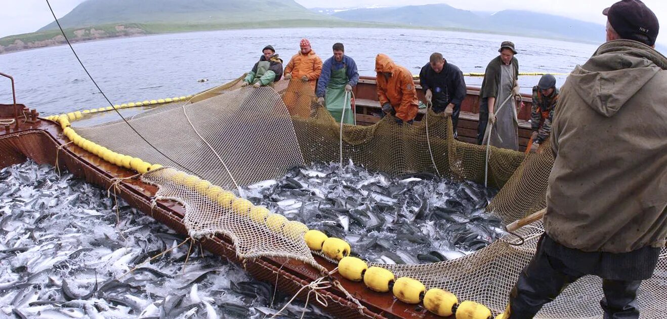 Рыбная промышленность Камчатка. Рыболовство на Дальнем востоке. Рыбная промышленность дальнего Востока. Рыбопромышленный комплекс. Время промыслов рыбы