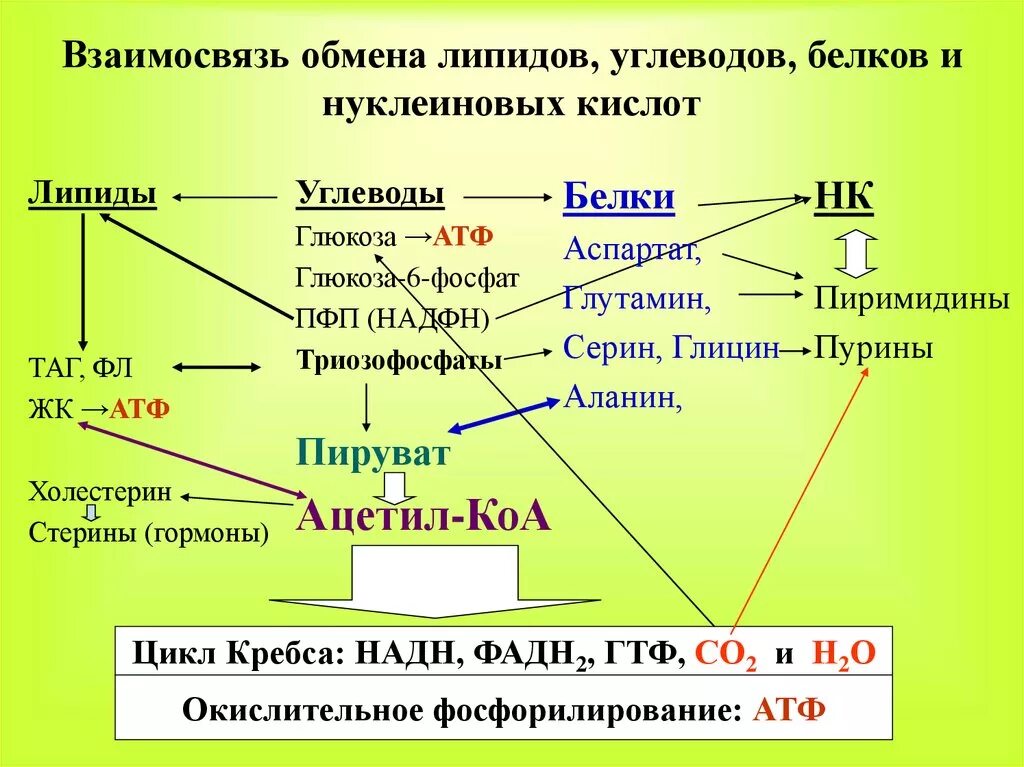 Конечный распад жиров. Общая схема взаимосвязи обмена углеводов, белков, липидов. Взаимосвязь обмена углеводов, липидов, аминокислот (схема).. Взаимосвязь обмена углеводов, липидов и белков.. Схема взаимосвязи белкового углеводного и липидного обменов.