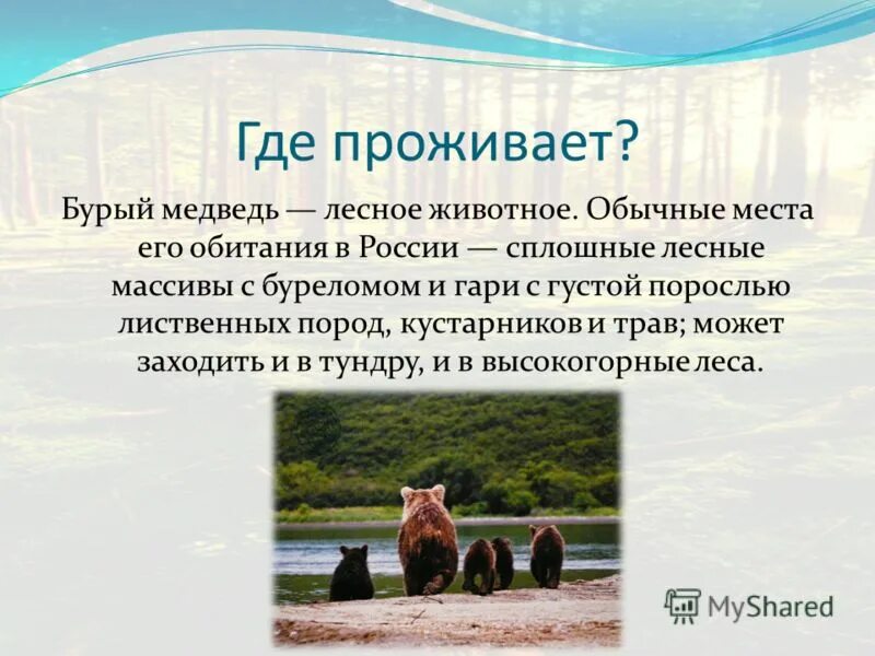 где живут бурые. распространение бурого медведя. животный мир кабардино балкарии на карте. ореол обитания бурого медведя. дальневосточный бурый медведь.