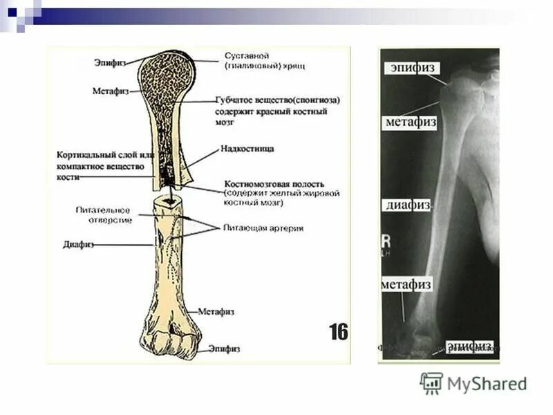 метафиз плечевой кости