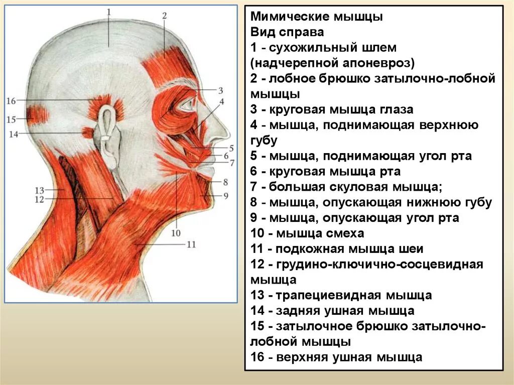 Апоневроз головы анатомия. Надчерепной апоневроз сухожильный шлем. Апоневроз сухожилие мышцы. Надчерепная мышца головы анатомия.