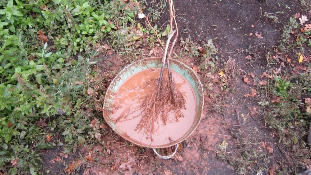 Сколько можно держать саженцы в воде. Корни саженцев яблони. Глиняная болтушка для деревьев для посадки. Корень дерева вишни.