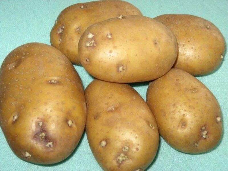 Колобок картофель характеристика отзывы. Сорт картофеля Сарма. Сорт.картофеля.Придеснянский. Семенной картофель сорт Колобок. Картофель семенной Синеглазка.