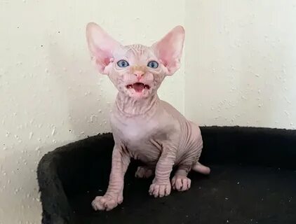 Котенок сфинкса отдам