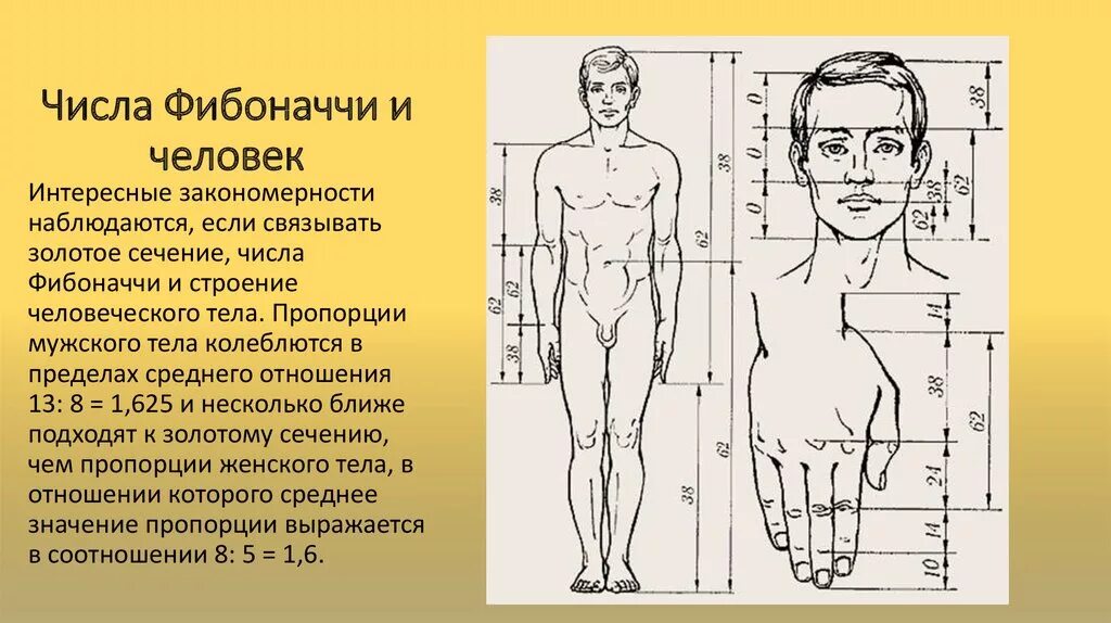 Золотое сечение Фибоначчи тело человека. Пропорции Фибоначчи в теле человека. Числа Фибоначчи золотое сечение и человек. Числа Фибоначчи пропорции человека.