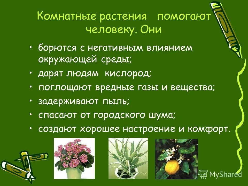 Полезное растение для человека сообщение. Как растения помогают человеку. Полезные растения для человека. Полезные и вредные растения для человека. Чем полезны растения.