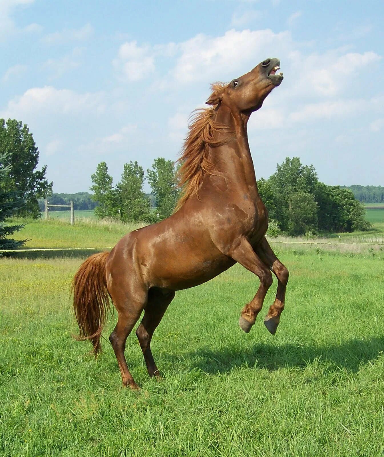 Мощная лошадь. Сильный конь. Мощный конь. Мускулистая лошадь.