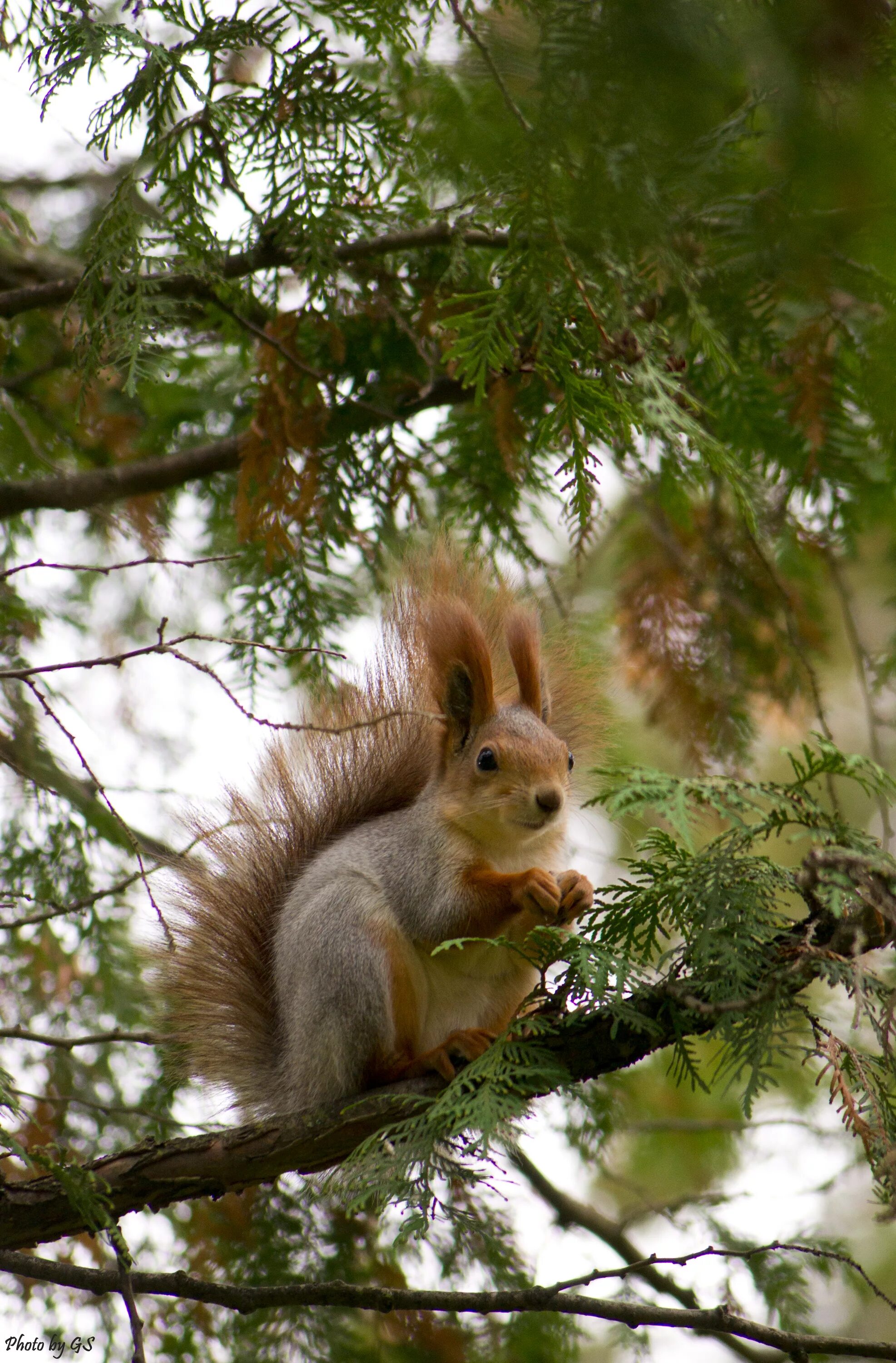 живой лес. белка обыкновенная в сибири. белка обыкновенная – sciurus vulgaris. олмахон. белка на сосне.
