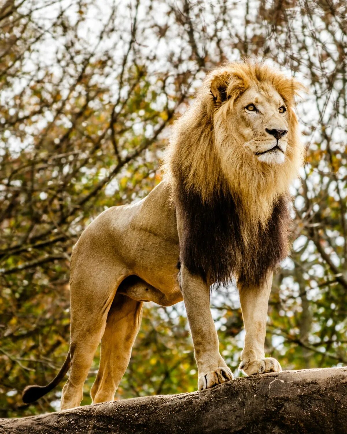 Про диких львов. Лев Лева Лион лёв. Юго Западный Африканский Лев. Берберийский Лев. Львы в саванне.