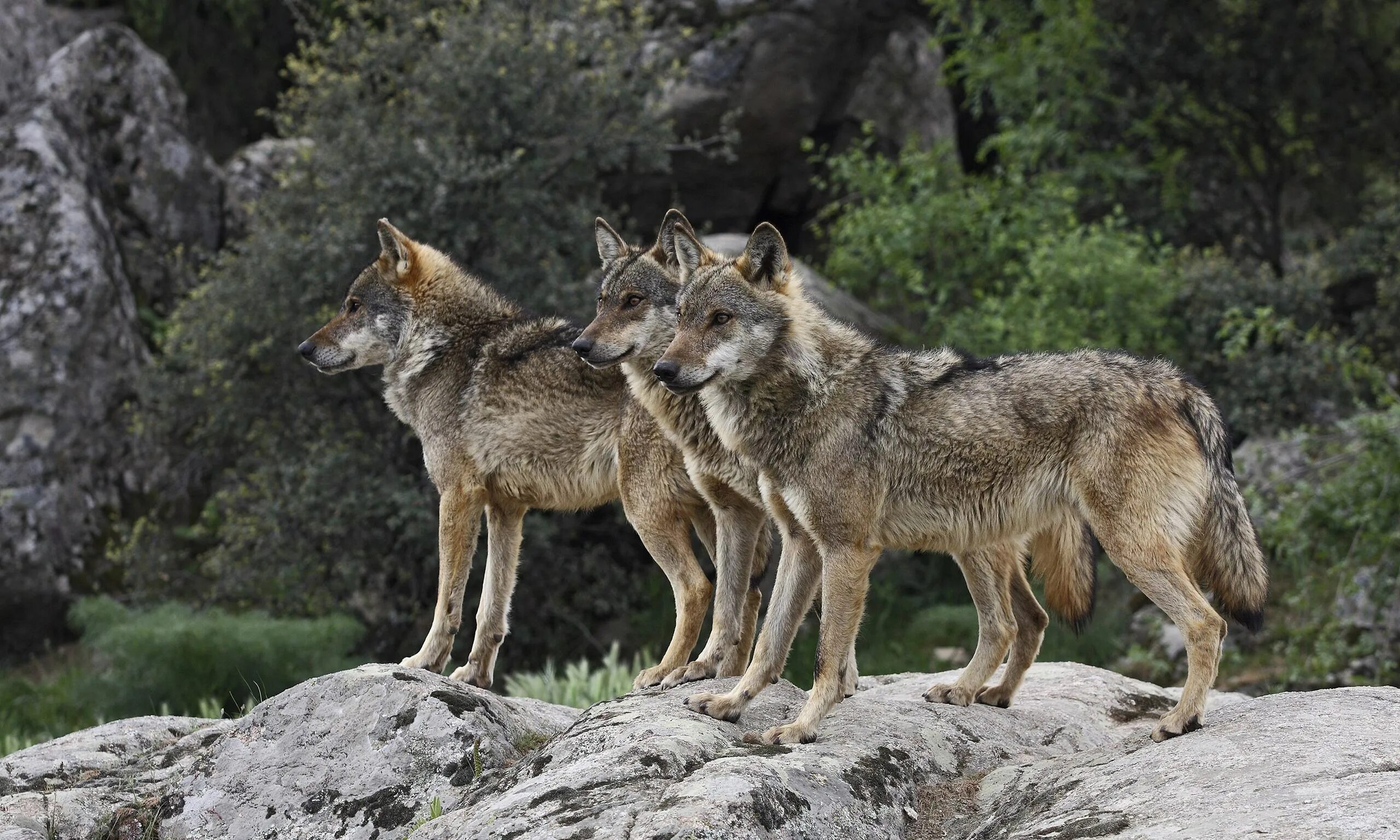 Иберийские волки в Испании. Canis Lupus signatus. Европейский волк. Серый Европейский волк. Дика италия