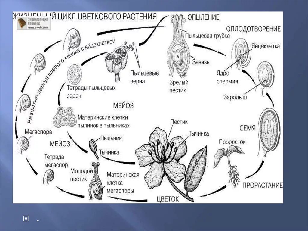 Цикл развития покрытосеменных схема. Цикл развития цветковых растений схема. Схема двойного оплодотворения у покрытосеменных растений. Жизненный цикл растений схема ЕГЭ. Установите соответствие между характеристиками оплодотворения после опыления