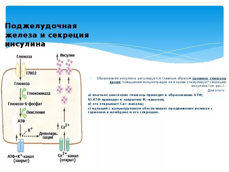 Повышение глюкозы в крови гормон. Секреция инсулина биохимия схема. Регуляция секреции инсулина биохимия. Схема регуляции выработки инсулина. Регуляции уровня содержания Глюкозы в крови железа.