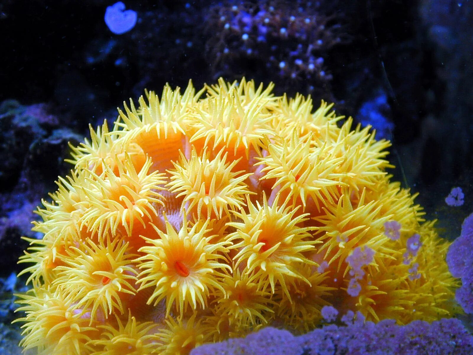 Коралл актиния. Коралловые полипы актиния. Морские Кишечнополостные коралловые полипы. Актиния анемон гемантус.
