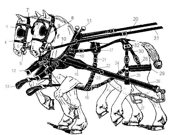 Лошадь в упряжке. Упряжь для лошади. Упряжь для лошади схема. Детали сбруи лошади. Часть упряжи 5