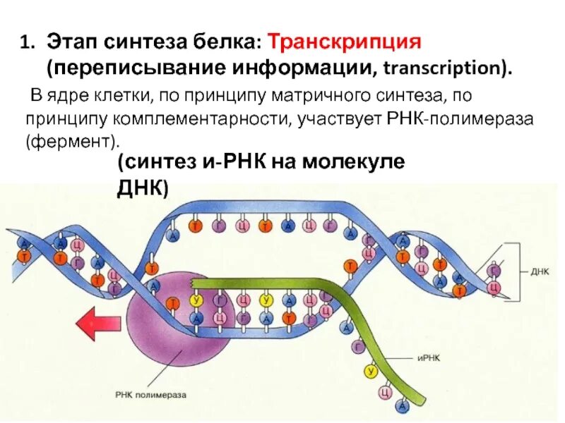 Синтезирует белки ферменты. Этапы биосинтеза белка ДНК. Этапы матричного синтеза белка транскрипция. Схема транскрипции синтеза белка. Этапы синтеза белка схема.