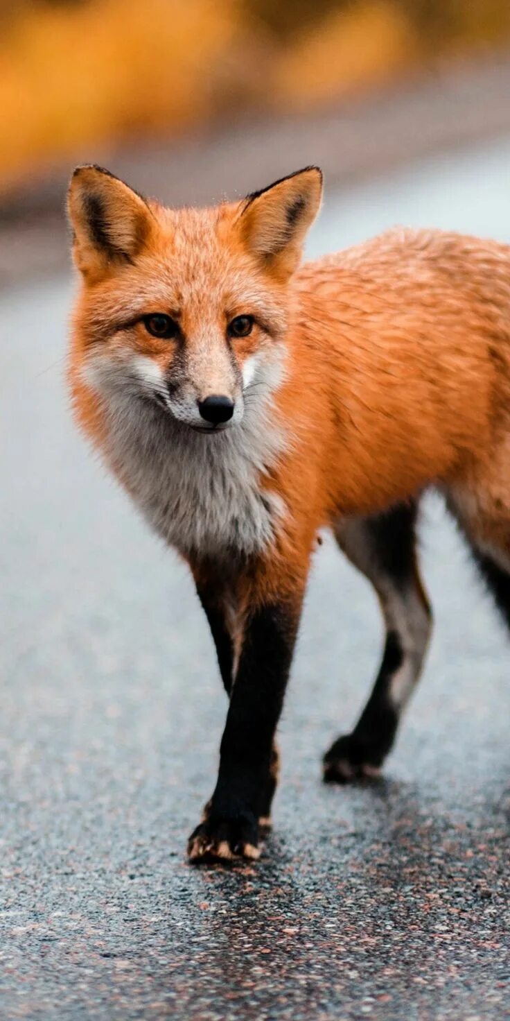 Fox animal. Fox animal