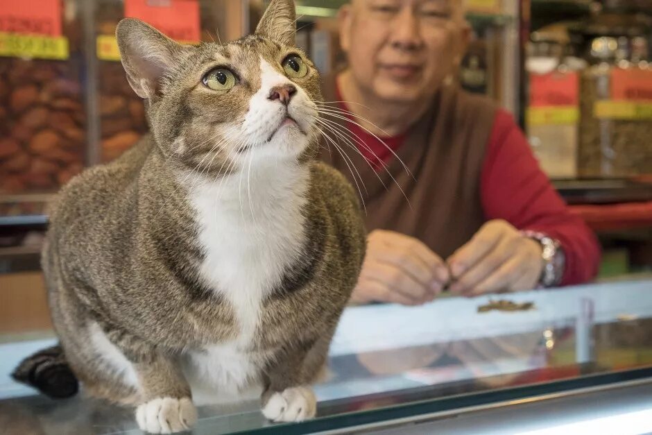 Cats in chinafood. петиция кота твикса. петиция коты в китае. проблемы россии с котом. петиция коты в китае.