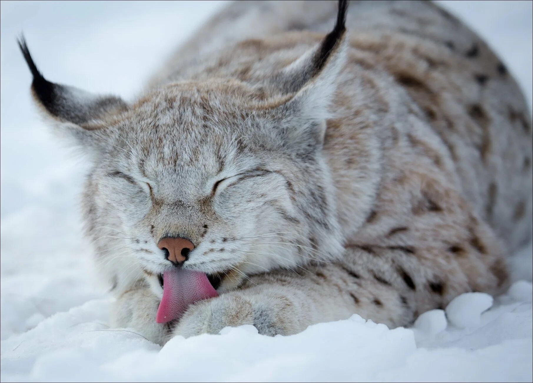 Разные рыси. Канадская Рысь Бобкэт. Рысь обыкновенная Lynx Lynx Linnaeus, 1758. Рысь Сибирская Евроазиатская. Белая Рысь альбинос.