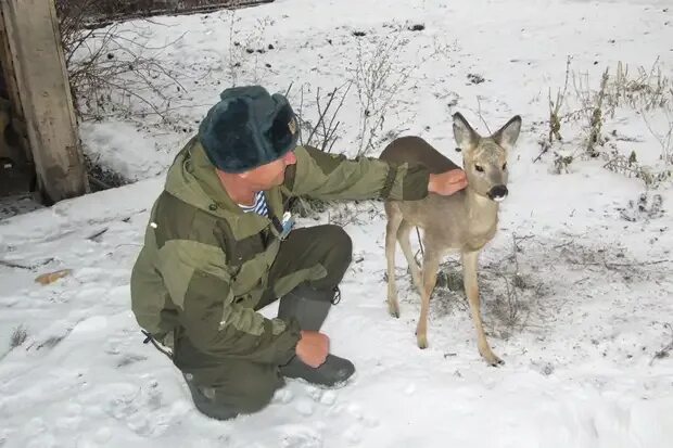 Косуля тульский парк. Косуля омская. Детеныш косули. Пограничники подобрали детеныша косули. Пограничники подобрали детеныша косули.