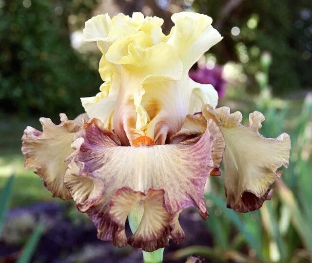 Ирис мэджик белый. Ирис тест. Ирис prosperous voyage. Экспресс диагностика здоровья. Ирис бородатый капучино.