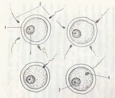 Обеспечивает образование многоклеточного организма из оплодотворенной яйцеклетки