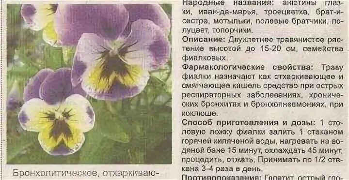 Фиалка трехцветная лечебные свойства и применение