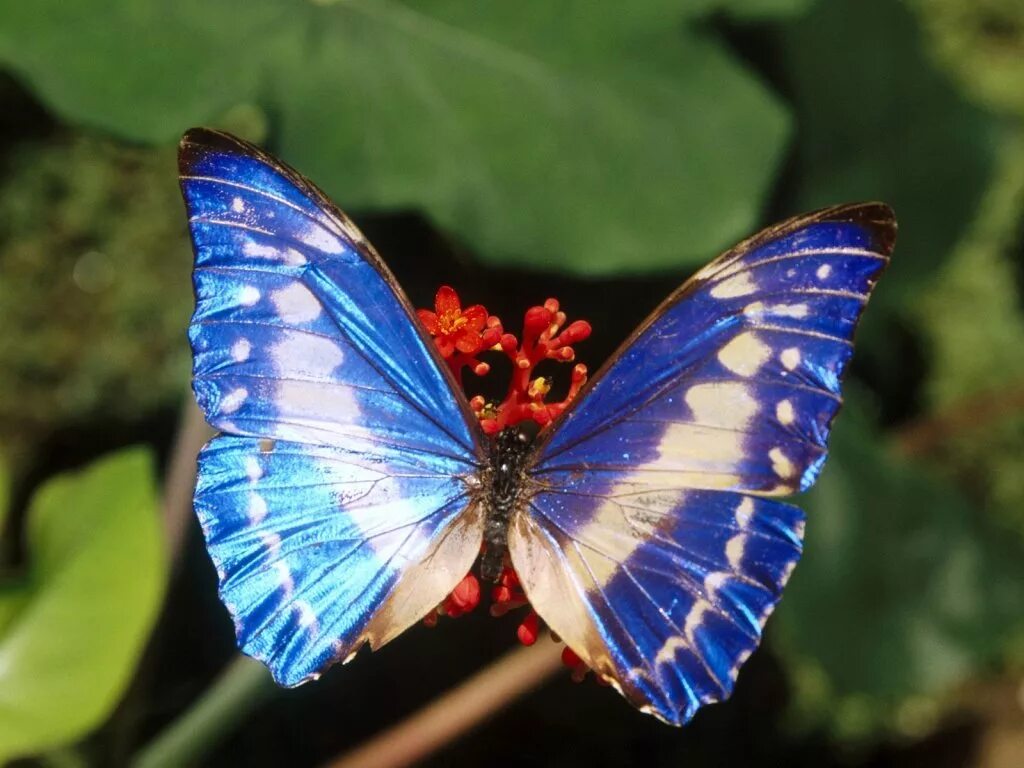 Название самых красивых бабочек. Бабочка Урания Мадагаскарская. Бабочка Морфо Циприс. Бабочка Морфо Киприда. Бабочка Морфо Южная Америка.