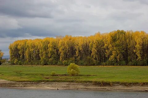 Сельское лесное