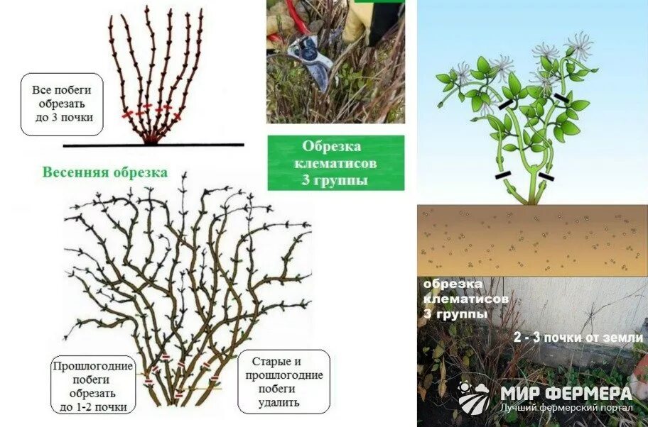 Клематис 2 группа обрезки. Группы обрезок обрезка клематиса. Клематисы 2 и 3 группы обрезки. Клематисы 3 группы обрезки.