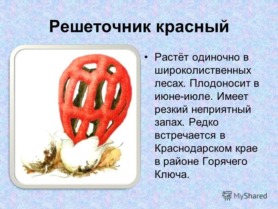 Решеточник красный гриб рисунок. Решеточник красный гриб рисунок. Рисунок решеточник красный гриб. Рисунок решеточник красный гриб. Решеточник красный гриб доклад.