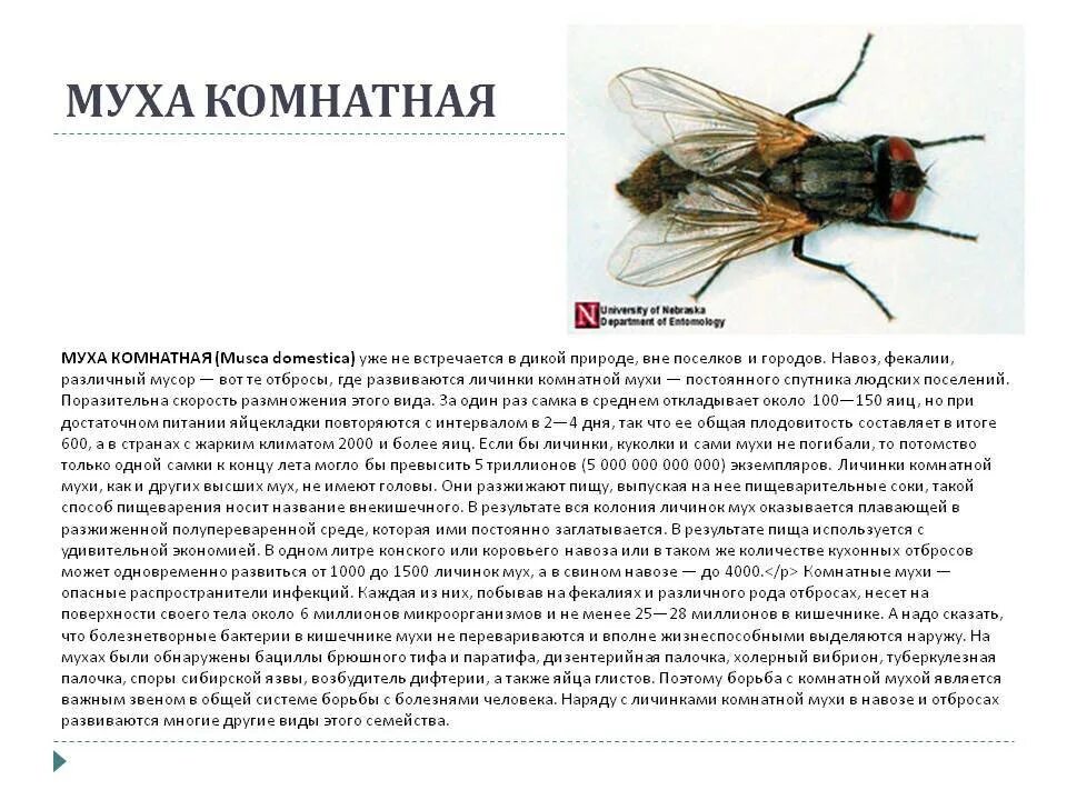 Комнатная Муха. Домовая Муха и комнатная. Комнатная Муха описание. Musca domestica комнатная Муха. Скорость мухи составляет