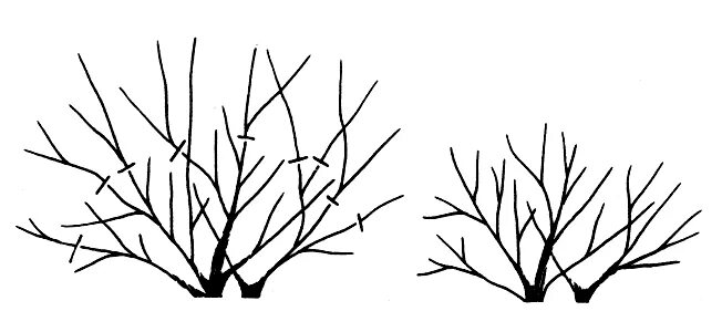 Дерево пиксель арт. Дерен белый дерево. Деревья сверху для плана. Ива штамбовая шаровидная. Два куста.