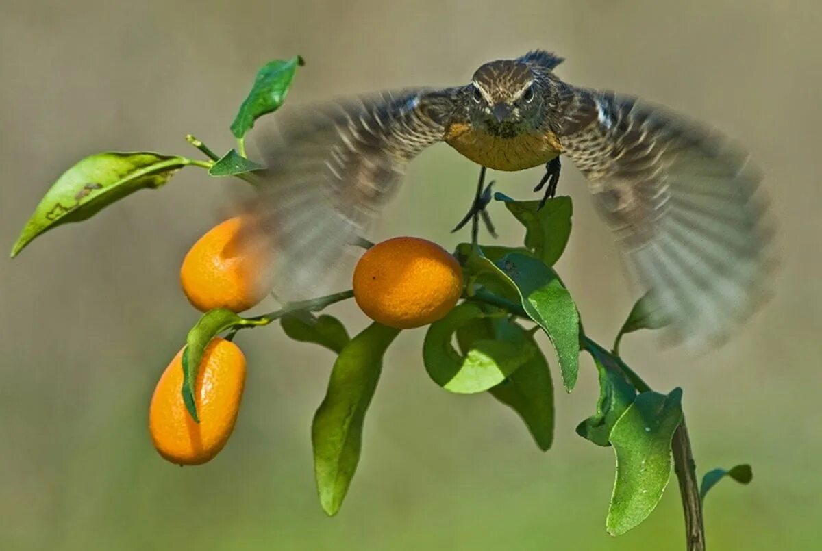 чудеса живой природы. чудеса живой природы. чудо живой природы. грибы в природе. интересные птицы.