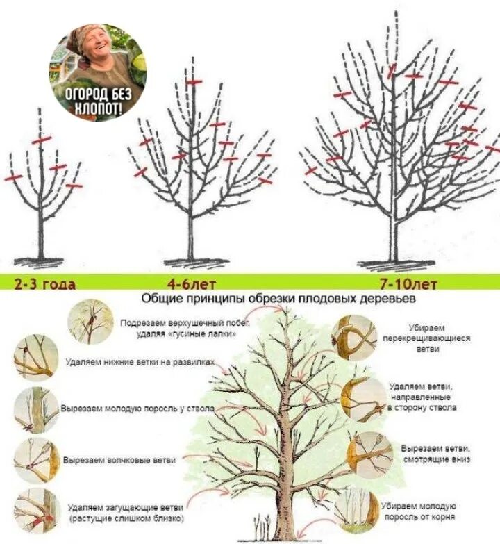 Формирование плодовых. Подрезка яблонь весной схема. Правильная обрезка яблонь весной схема. Обрезка яблони весной схема. Схема подрезки плодовых деревьев.