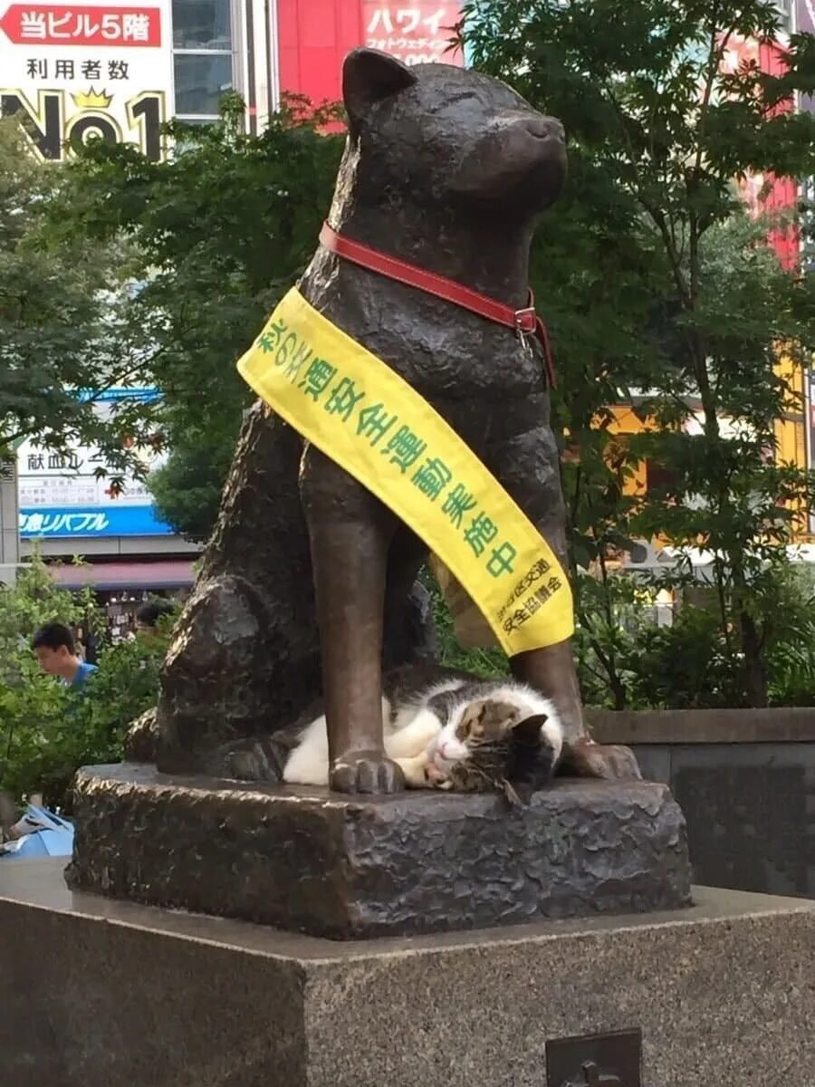 Статуя Хатико Сибуя. Памятник Хатико на станции Сибуя. Памятник Хатико в Японии. Памятник собаке Хатико в Японии.