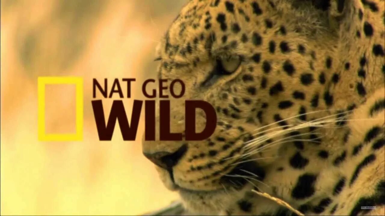 Nat geo wild программа. Нат гео вайлд. канал national geographic wild. канал про животных.