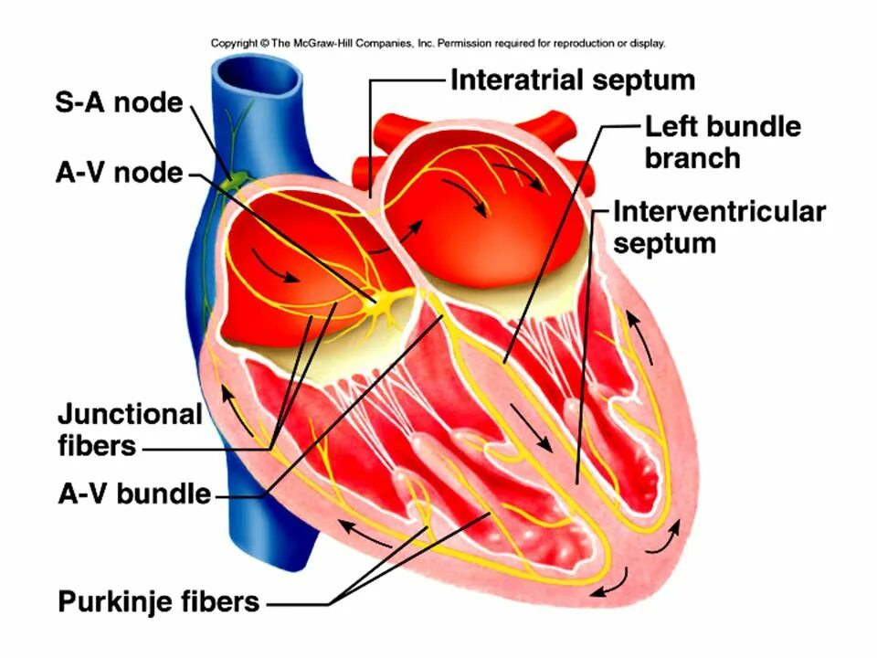 Automatic heart. Cardiovascular System structure. Conduction System of the Heart. Atrioventricular node. The conducting System of the Heart.