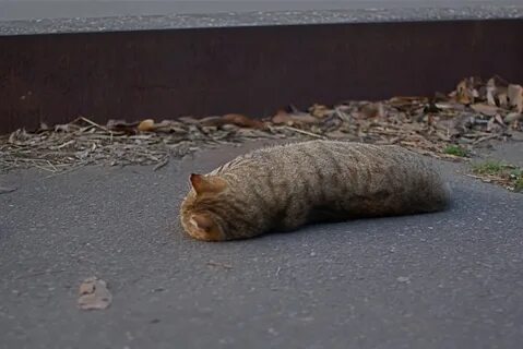 Личинка коте