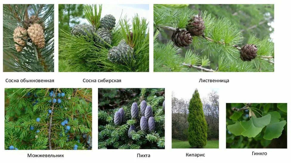 Сосна ель лиственница пихта можжевельник тисс. Пихты кузбасса. Ель сосна пихта. Представители хвойных голосеменных растений. Бенедиктовые голосеменные.