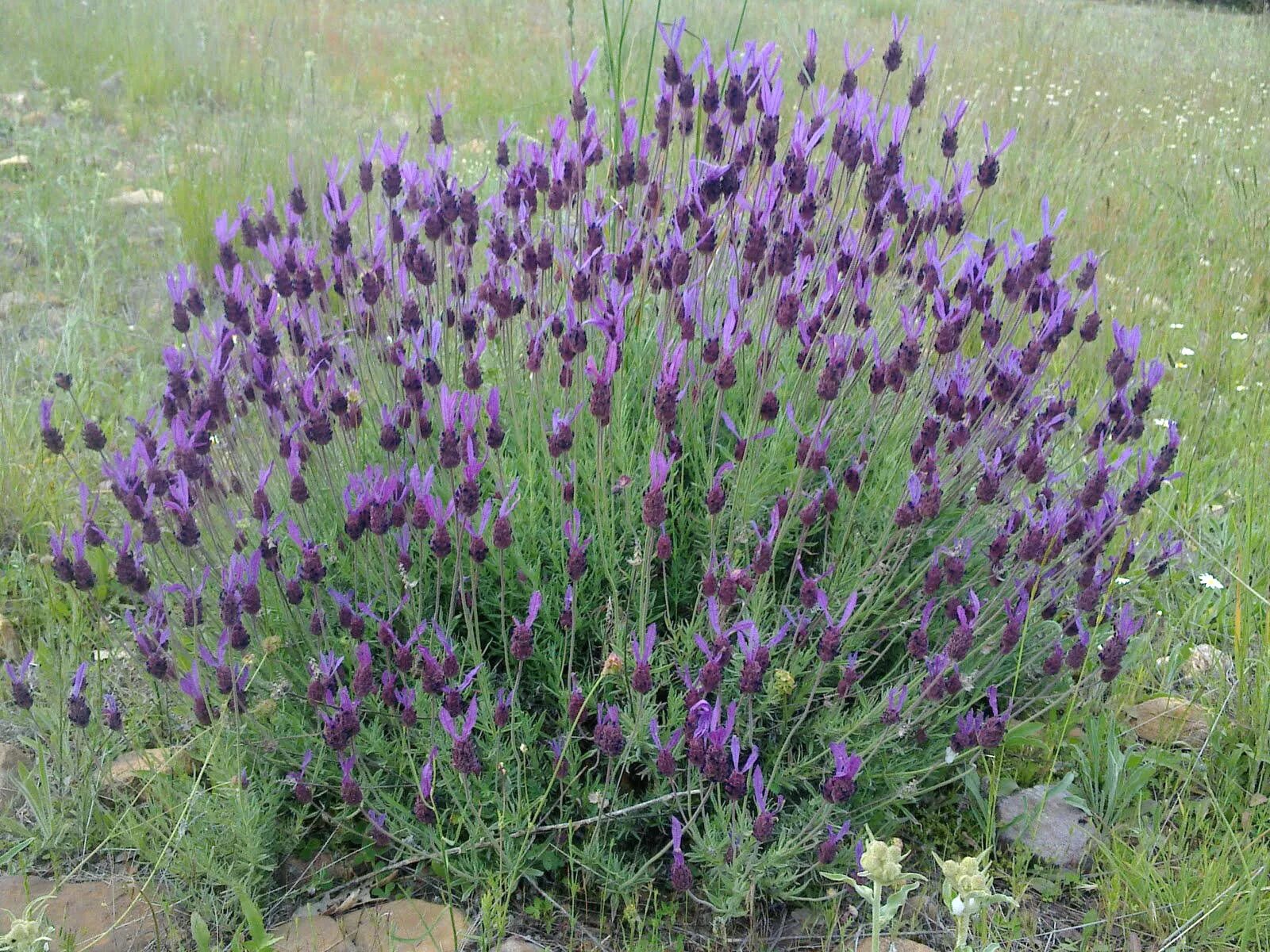 Горный полукустарник 8 букв. Lavandula stoechas. Лаванда полукустарники. Лаванда широколистная Папиллон. Лаванда канадская.