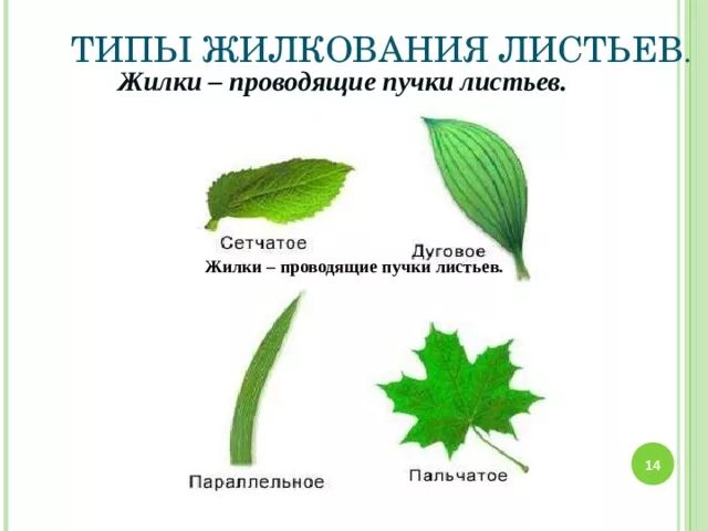 Тип жилкования у розоцветных. Жилкование листьев у семейства мотыльковый. бобовые жилкование листа. пшеница тип жилкования листьев. горох тип жилкования листа.