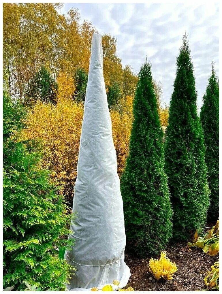 Укрытие туи даника. Укрывные мешки для туй. Укрытие туи на зиму. Как укрыть туи на зиму укрывным. Зимнее укрытие для растений 1,6x1,7 м 2 ш.