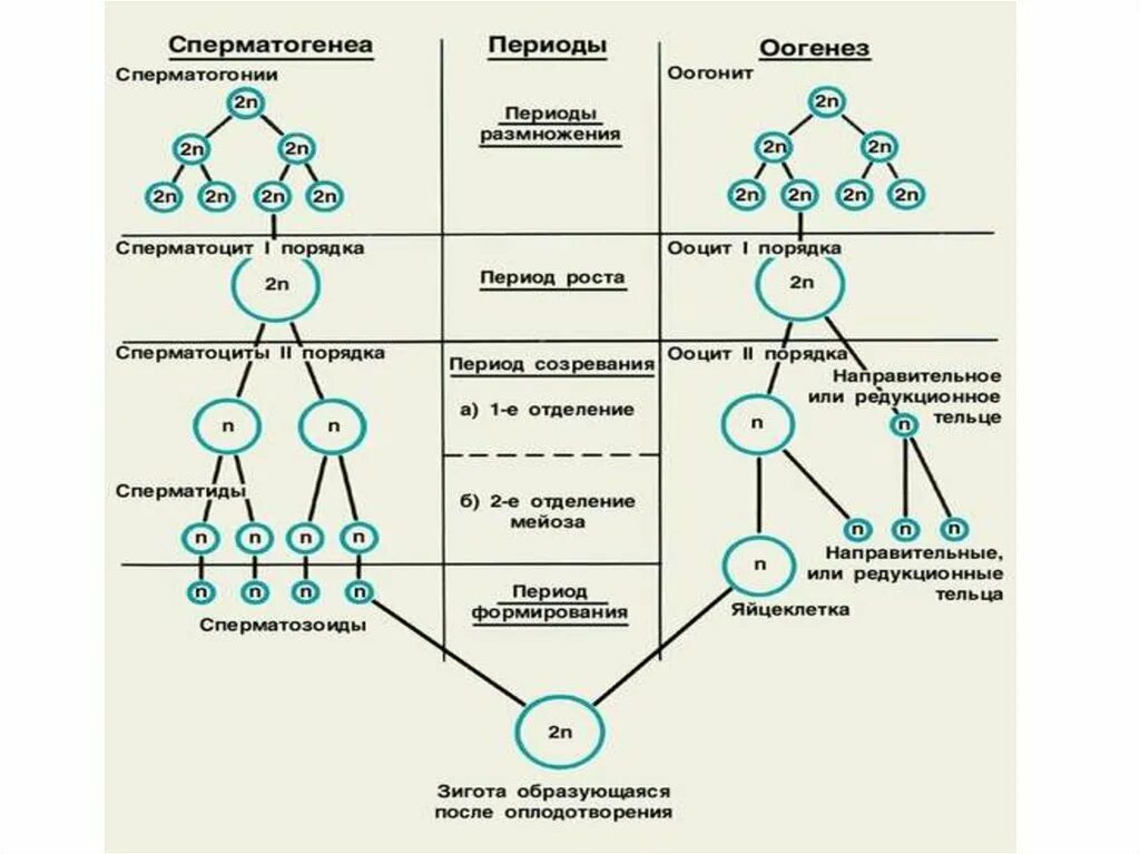 Этапы сперматогенеза 6 этапов. Фазы гаметогенеза схема. Таблица гаметогенез 10 класс биология. Схема гаметогенеза таблица. Гаметогенез у животных таблица 10 класс.