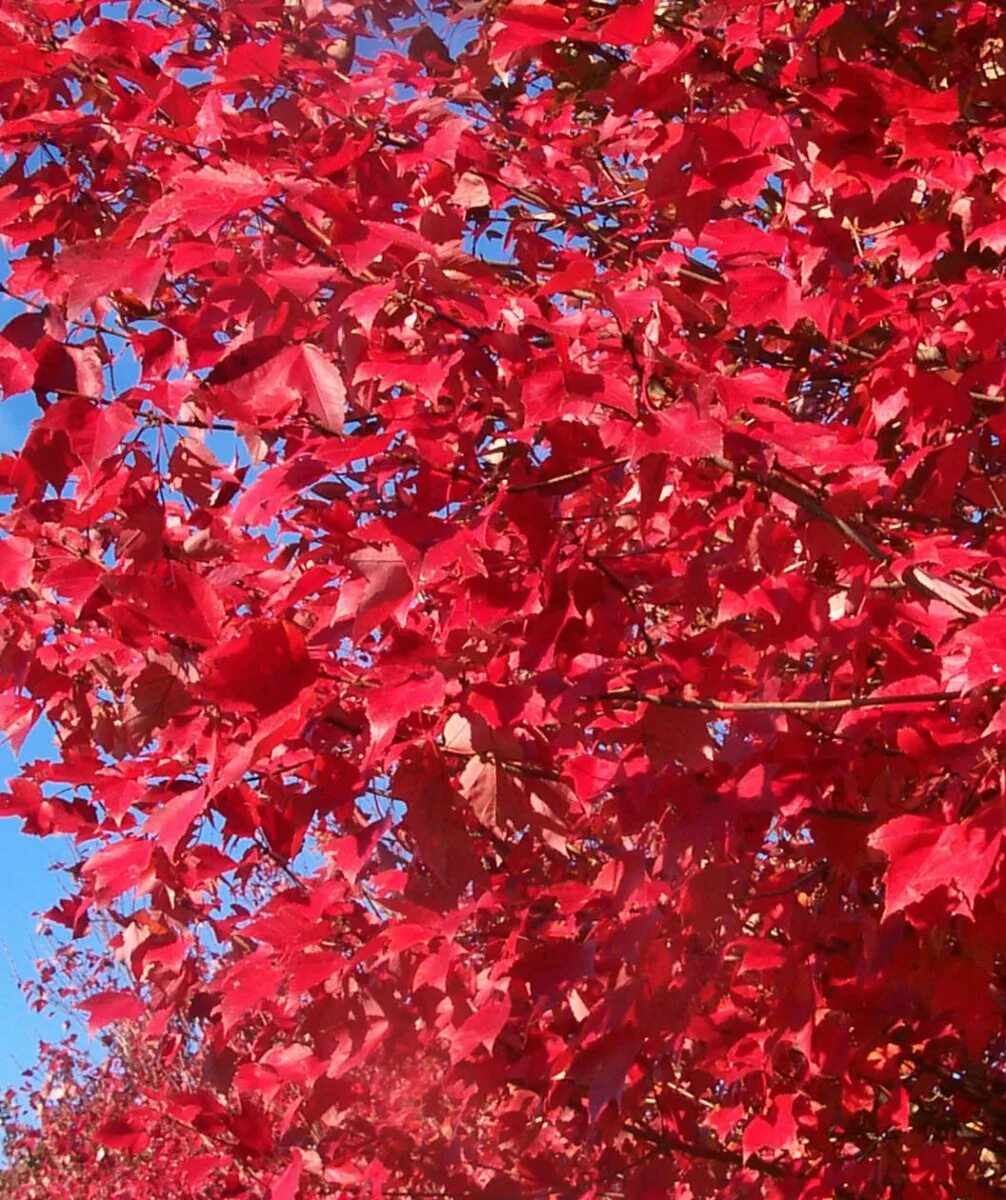 Acer rubrum 'scanlon'. Смоленск досуговское шоссе красный клен. Смоленск досуговское шоссе красный клен. Клен краснолистный. Клен красный сканлон.