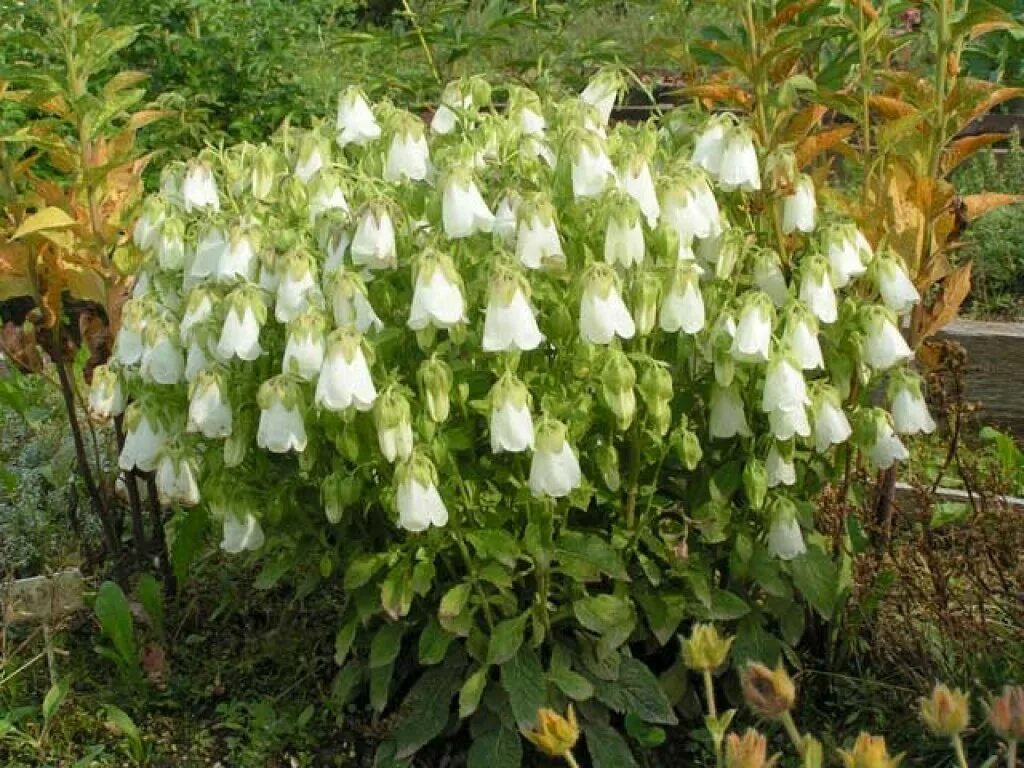 Кусты колокольчиков. Колокольчик Симфиандра повислая (Symphyandra pendula). Колокольчик (Симфиандра) Хофманна. Колокольчик круглолистный белый.