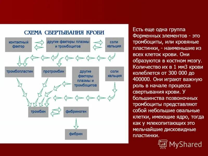 1 мм3 крови